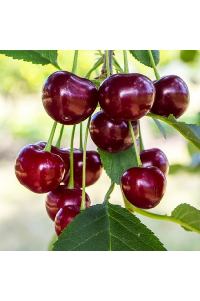 Вишня Великоплодная — спелые плоды, готовые к уборке.